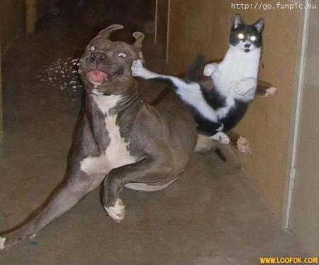 pet's in the matrix